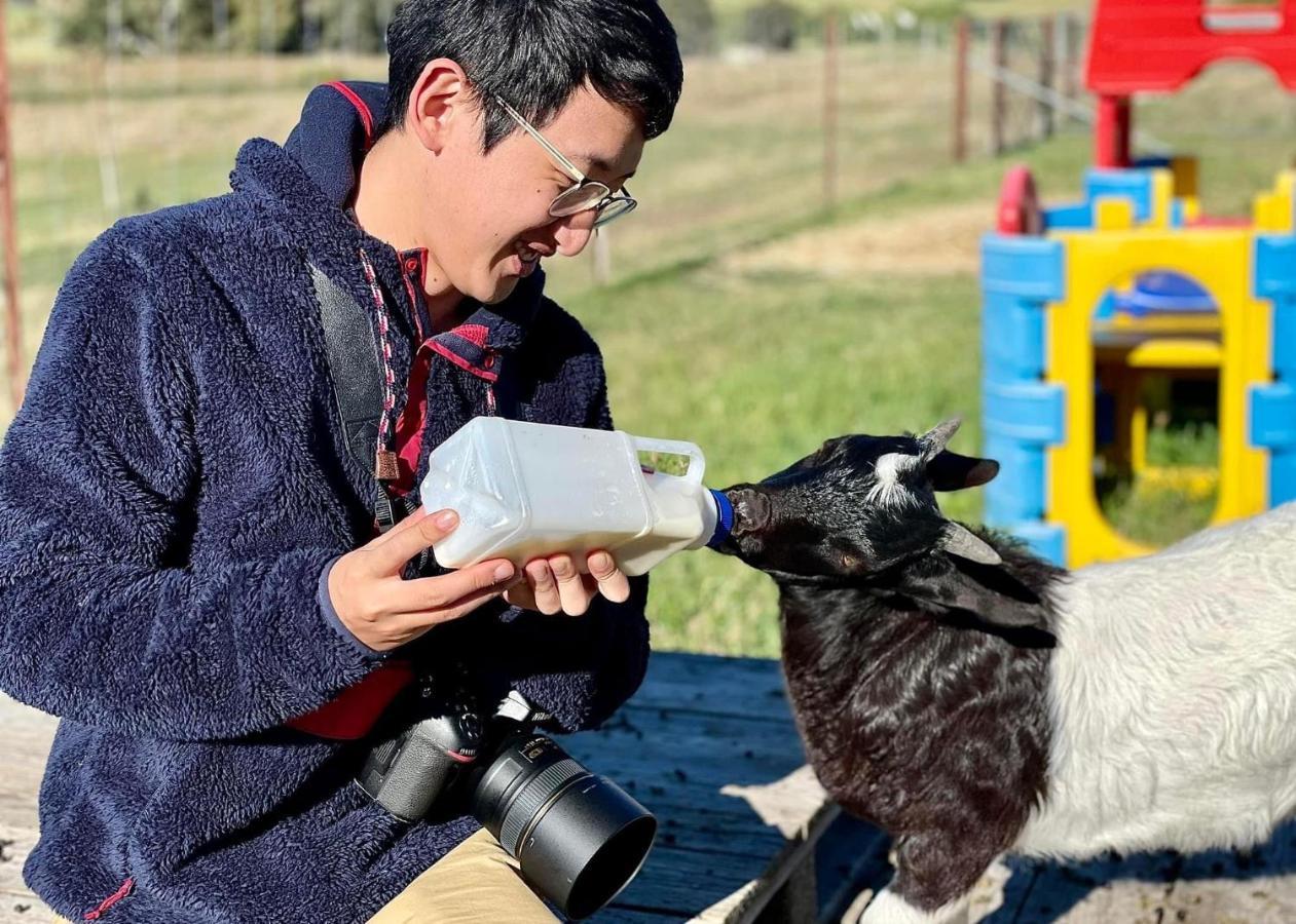 Готель Glenview Alpaca Farm Ясс Екстер'єр фото