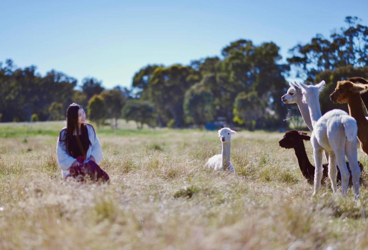 Готель Glenview Alpaca Farm Ясс Екстер'єр фото