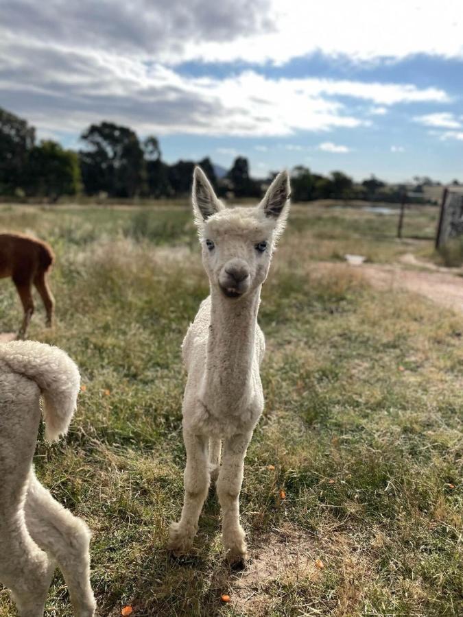 Готель Glenview Alpaca Farm Ясс Екстер'єр фото