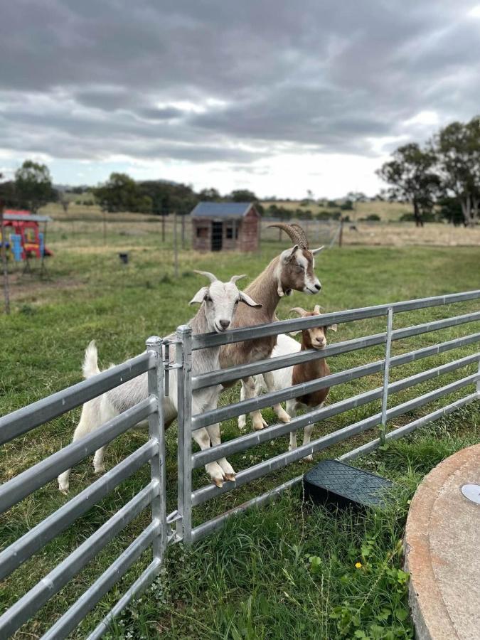 Готель Glenview Alpaca Farm Ясс Екстер'єр фото