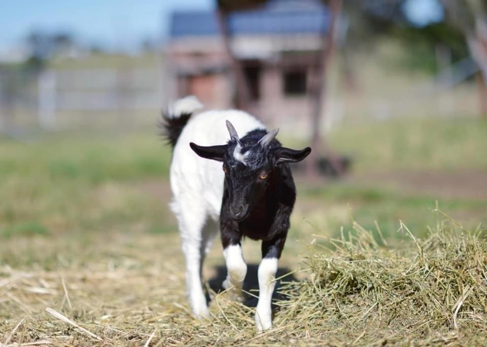 Готель Glenview Alpaca Farm Ясс Екстер'єр фото