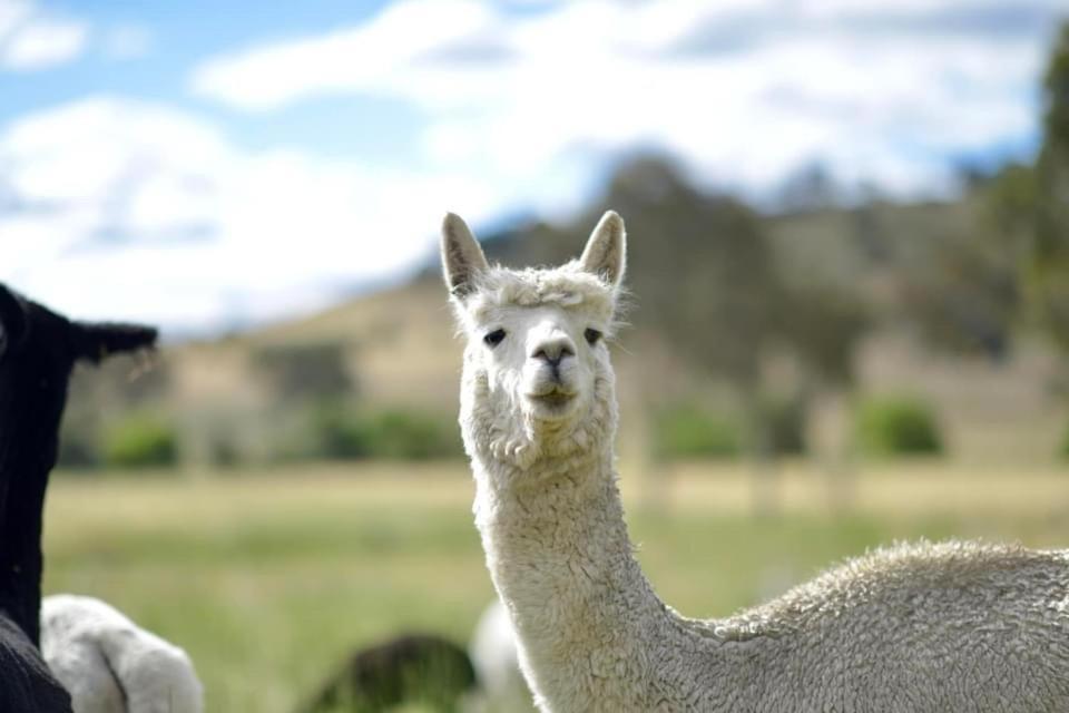 Готель Glenview Alpaca Farm Ясс Екстер'єр фото