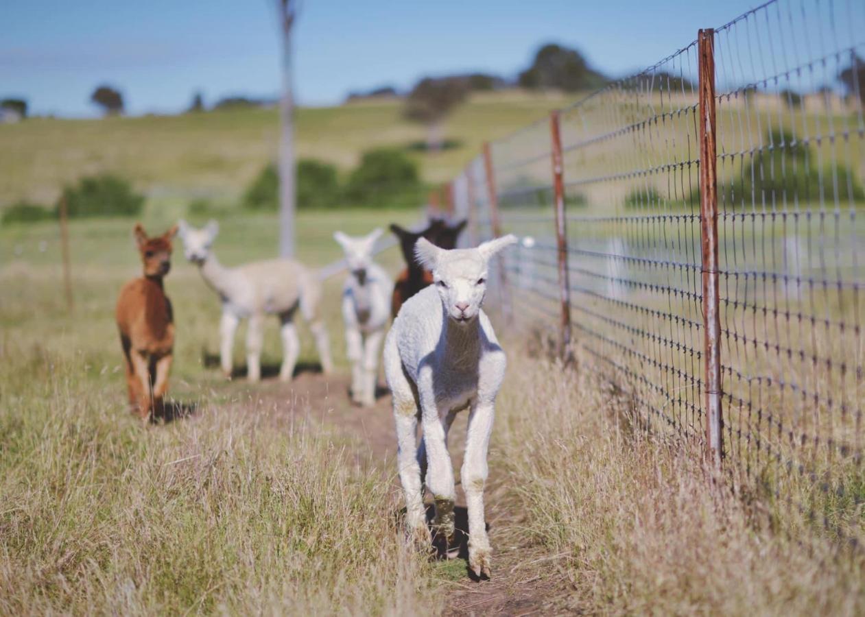 Готель Glenview Alpaca Farm Ясс Екстер'єр фото