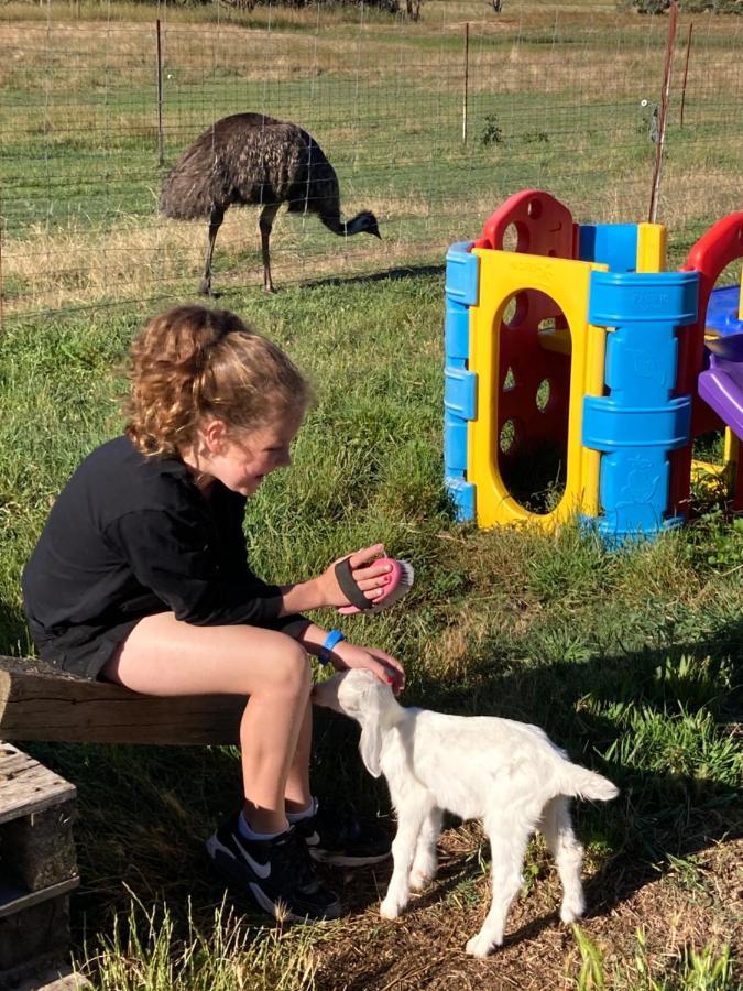 Готель Glenview Alpaca Farm Ясс Екстер'єр фото