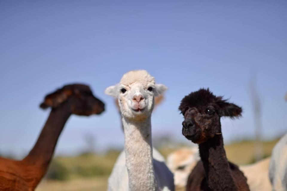 Готель Glenview Alpaca Farm Ясс Екстер'єр фото