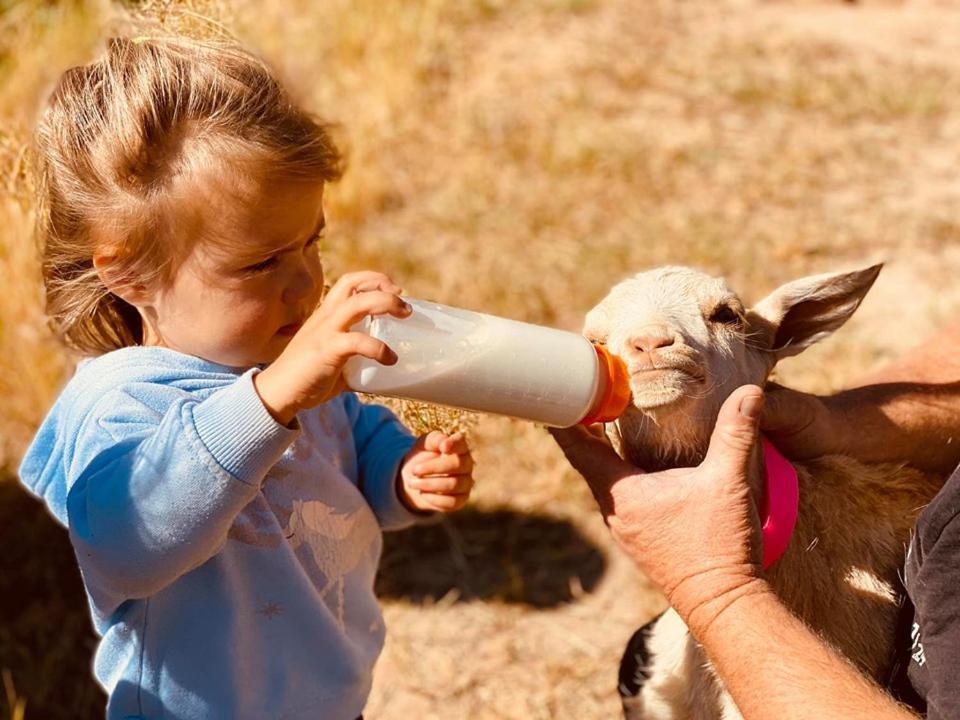 Готель Glenview Alpaca Farm Ясс Екстер'єр фото