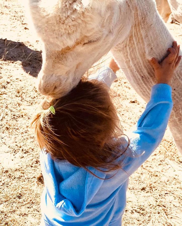 Готель Glenview Alpaca Farm Ясс Екстер'єр фото